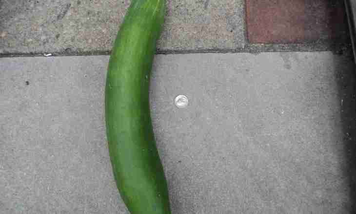 What to do with big cucumbers